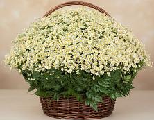 Цветочная композиция из Ромашки в корзине #REPLACE_PRED# Насадкино